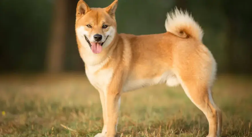 Uśmiechnięty shiba pies stoi na trawie, z ogonem zakręconym w charakterystyczny sposób.