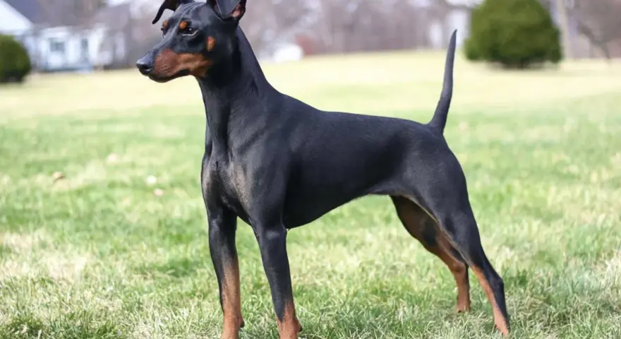 Elegancki manchester terrier o lśniącym, czarnym futrze i rudych znaczeniach, stoi na zielonej trawie, gotowy do zabawy.