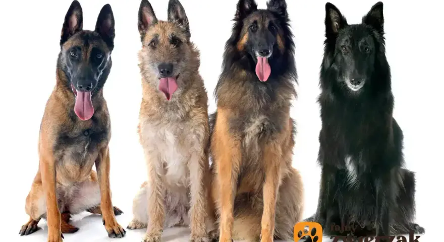 Cztery owczarki belgijskie: malinois, laekenois, tervueren i groenendael, siedzą obok siebie, dysząc z językami na wierzchu.