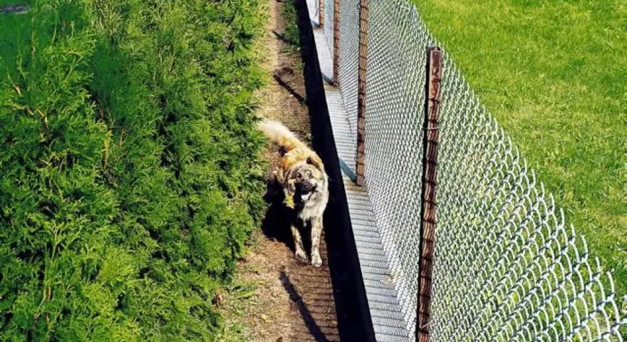 Pies na ścieżce obok żywopłotu i siatki. Jak zapobiec załatwianiu się psów na trawniku? Ogrodzenie i roślinność mogą pomóc.