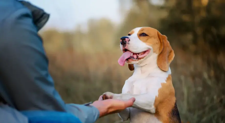 Beagle podaje łapę człowiekowi. To świetny przykład, jak nauczyć psa podawać łapę, gdy jest szczęśliwy i dumny.