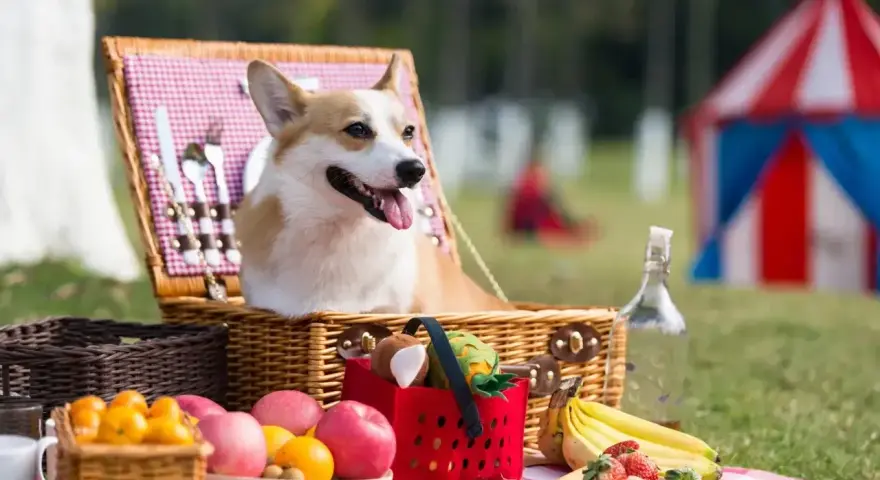 Radosny corgi w wiklinowym koszu piknikowym, otoczony owocami i zabawkami. Idealny dzień psa na świeżym powietrzu!