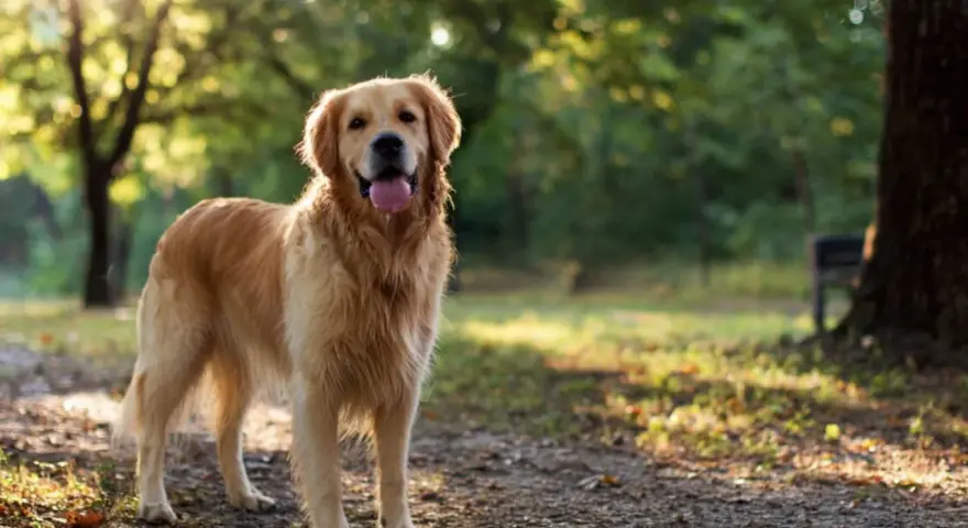 Golden retriever charakter: radosny pies w parku, z językiem na wierzchu, cieszący się słońcem.