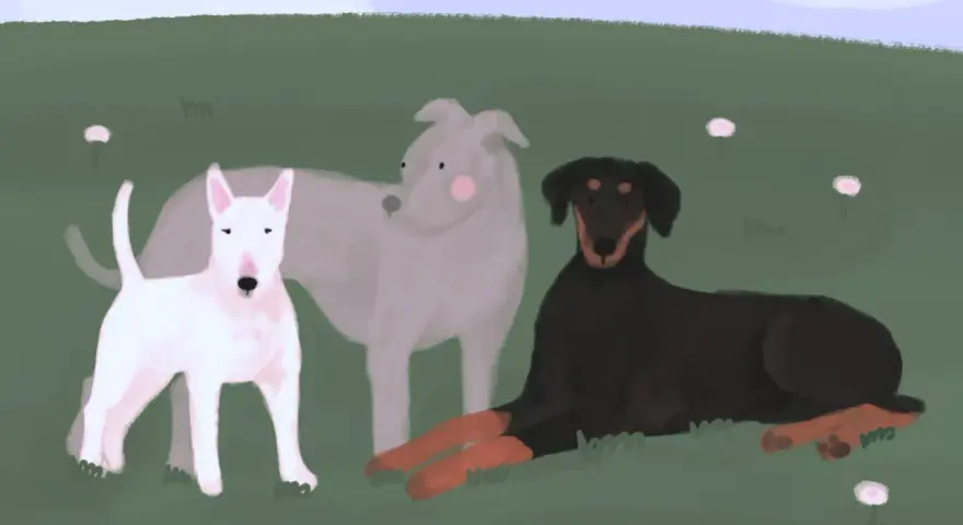 Trzy psy: biały bullterier, szary chart i czarny doberman z podpalaniem, odpoczywają na zielonej łące. Choć wyglądają groźnie, to tylko psy.