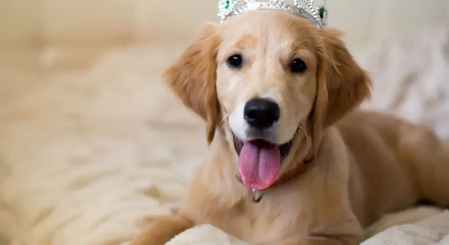 Uroczy szczeniak golden retriever w koronie, idealny kandydat do królewskich imion dla psów.