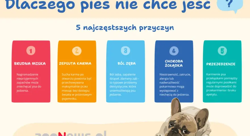 Jak zachęcić psa do jedzenia suchej karmy? 5 przyczyn niechęci: brudna miska, zepsuta karma, ból zęba, choroba żołądka, przejedzenie.