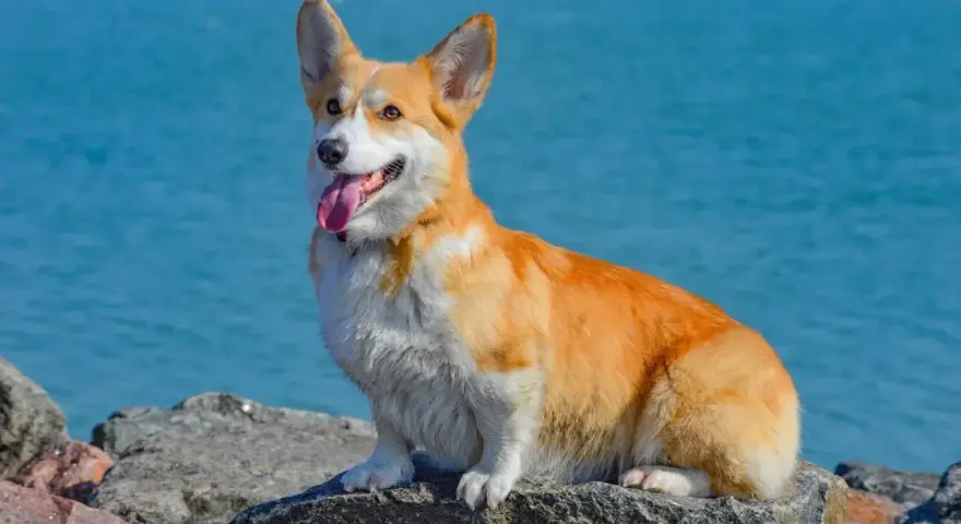 Radosny corgi pies siedzi na kamieniach nad błękitną wodą, z językiem na wierzchu.
