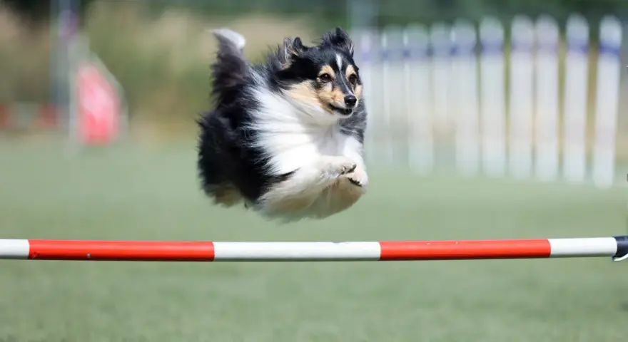 Shetland sheepdog w locie pokonuje przeszkodę podczas zawodów psie sporty.