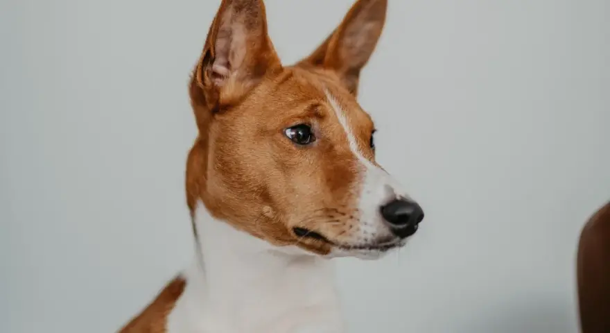 Portret psa rasy basenji z charakterystycznymi, stojącymi uszami i bystrym spojrzeniem.