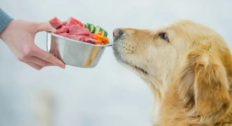 Złoty retriever z apetytem wącha miskę pełną mięsa i warzyw. Czas na karmienie psa!