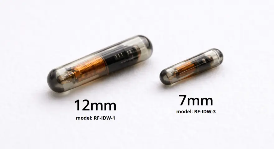 Dwa implanty dla zwierząt: 12mm i 7mm. Pokazują, jak działa chip u psa, zapewniając identyfikację.