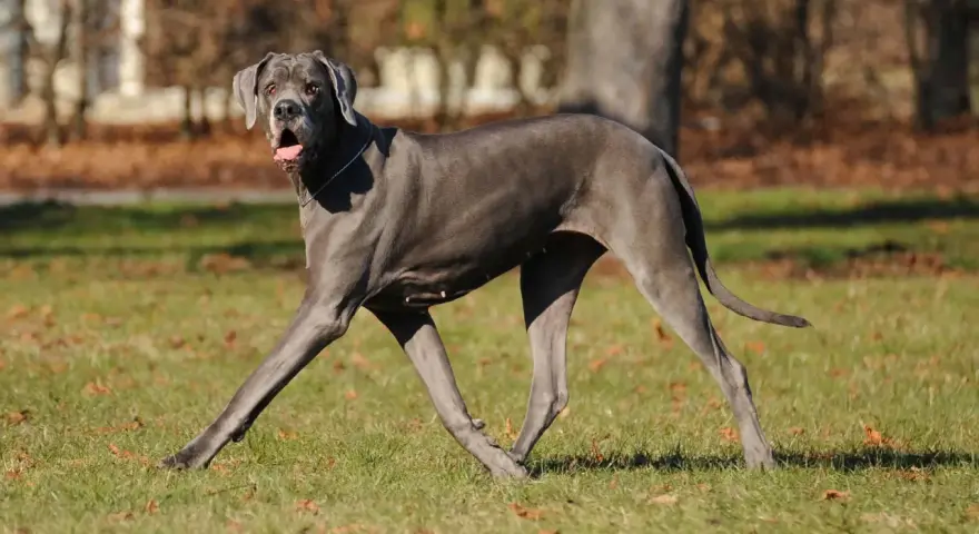 Szary dog niemiecki biegnie po trawie, z otwartym pyskiem. W tle drzewa i liście. Kostniakomięsak u psa to poważna choroba.
