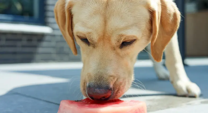 Labrador z zaciekawieniem wącha kawałek arbuza. Czy pies może jeść arbuza? Tak, w umiarkowanych ilościach, bez pestek i skórki.