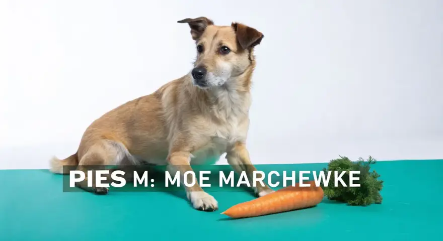 Pies Moe zastanawia się, czy pies może jeść marchew. Obok leży pomarańczowa marchewka.