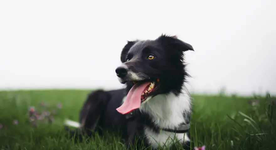 Czarny pies rasy border collie, z językiem na wierzchu, leży na zielonej trawie. Ten zespol przedsionkowy pies wygląda na szczęśliwego.