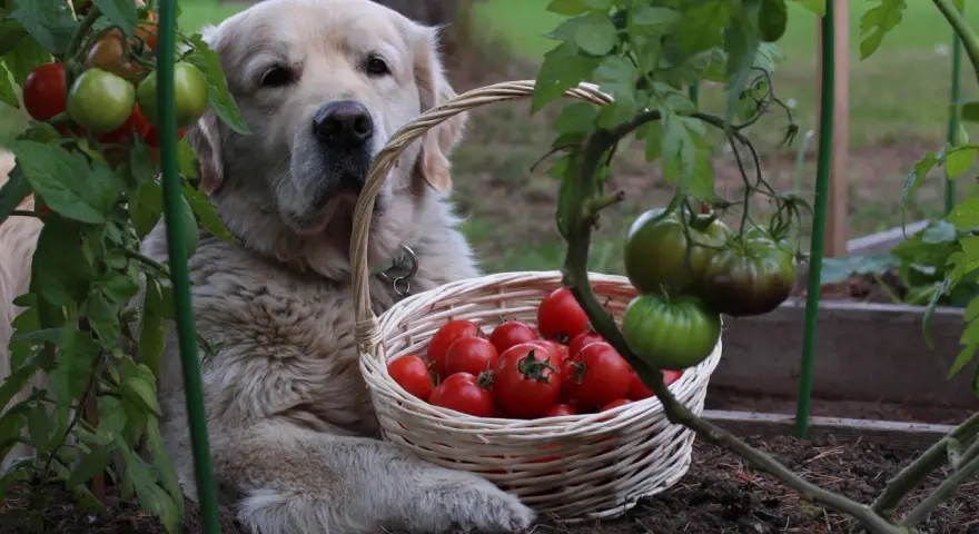 Złoty retriever z koszykiem pomidorów. Czy pies może jeść pomidory? Ten słodki piesek pilnuje zbiorów.