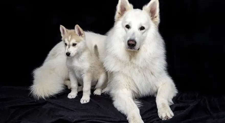 Duży biały pies i szczeniak husky, przyszły pies tropiący, siedzą na czarnym tle.