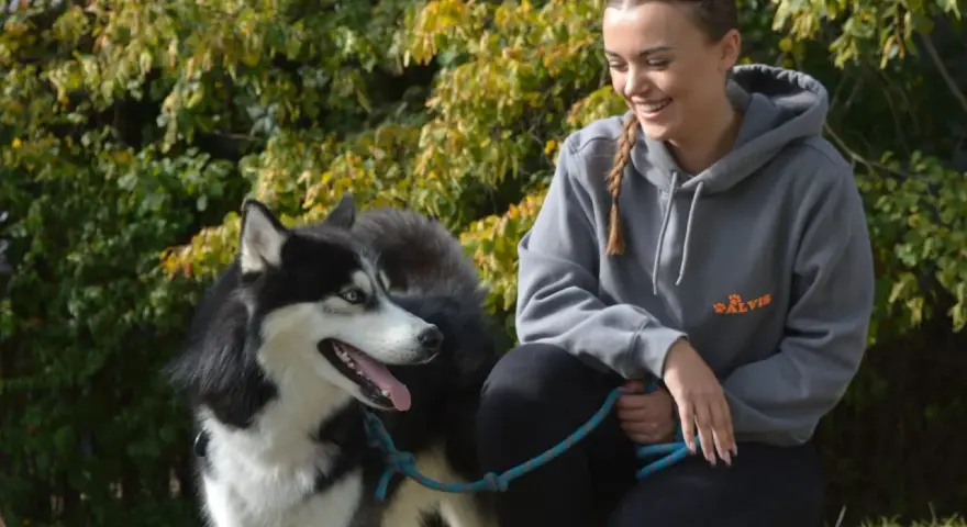 Uśmiechnięta dziewczyna z warkoczem i syberyjski husky. Zastanawiasz się, ile kilometrów może przejść pies? Ten energiczny pies z pewnością pokona wiele!