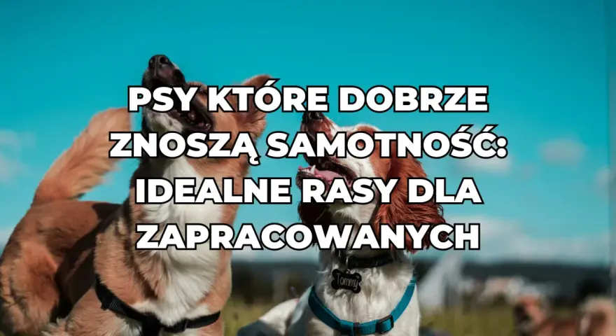 Dwa psy na tle błękitnego nieba. Napis: "PSY KTÓRE DOBRZE ZNOSZĄ SAMOTNOŚĆ: IDEALNE RASY DLA ZAPRACCOWANYCH".