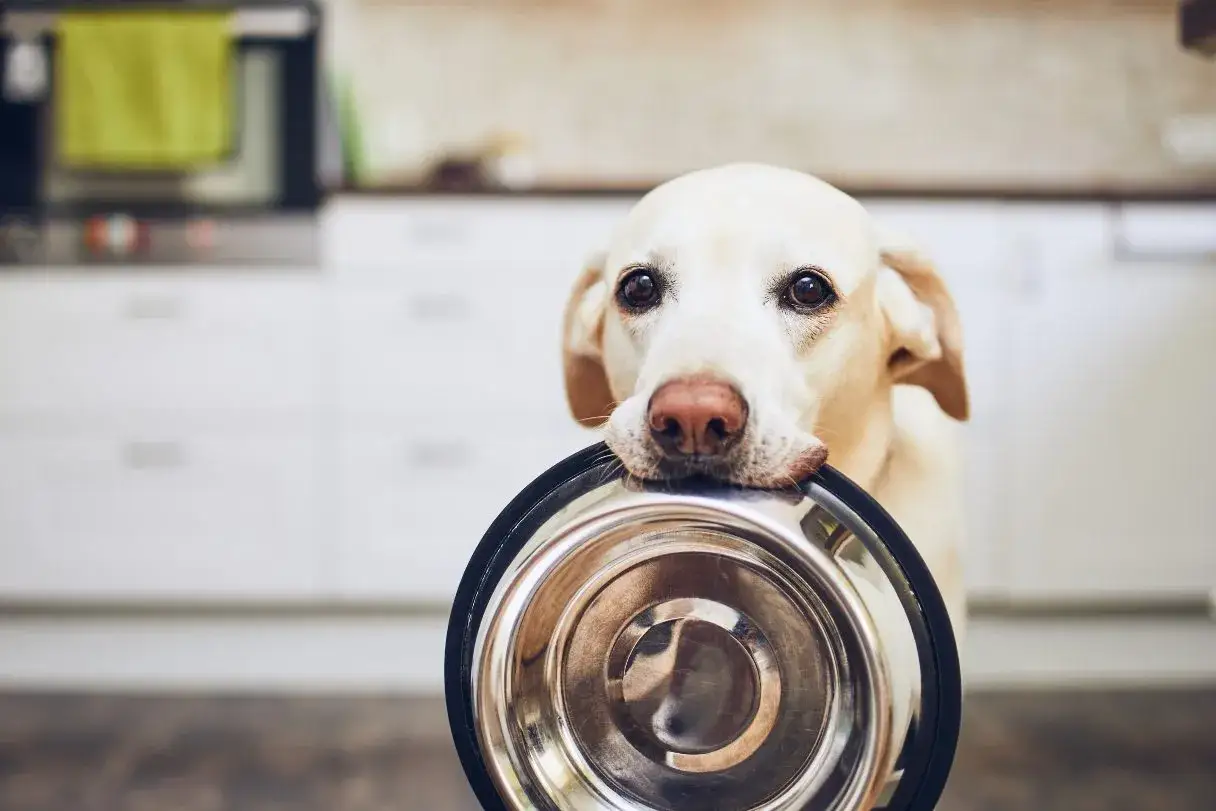 Labrador z miską w pysku zastanawia się, czy pies może jeść surowe mięso.