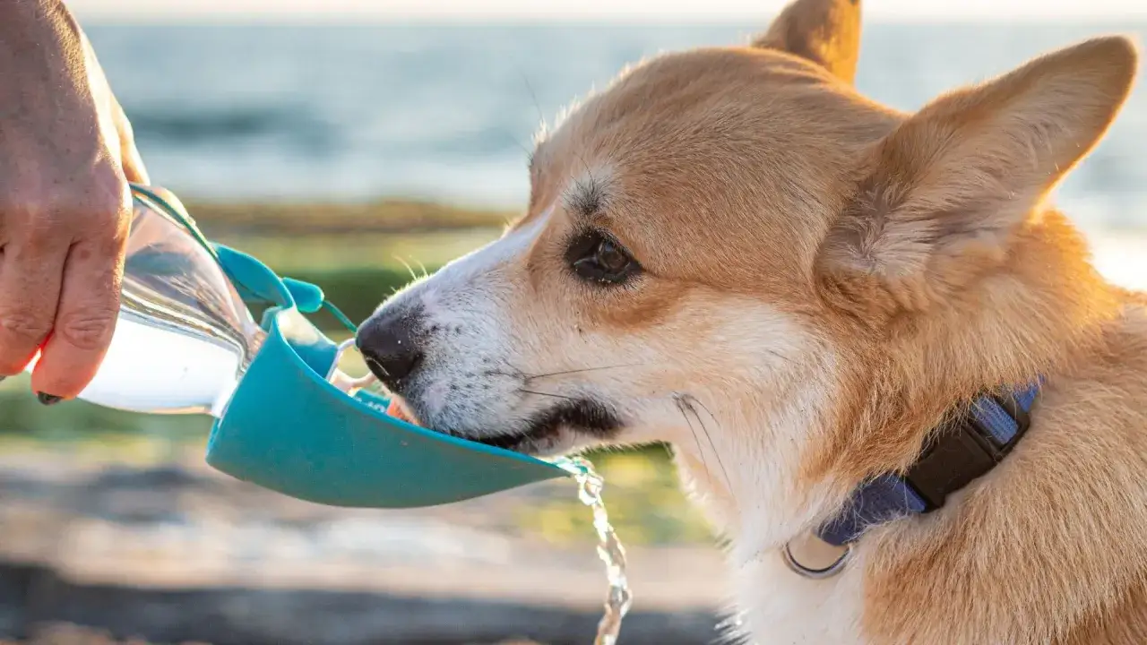 Corgi pije wodę z podróżnej miski. Czy pies może pić wodę mineralną? Zależy od jej składu.