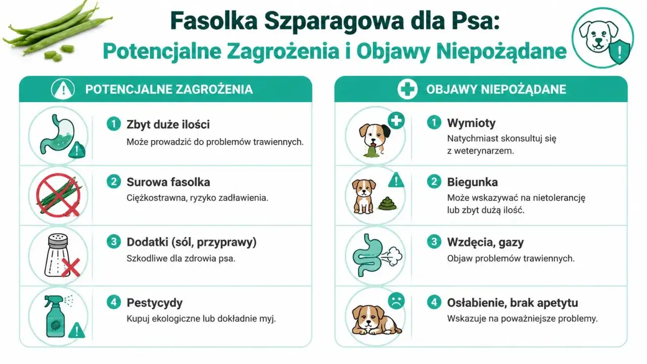 Czy pies może jeść fasolkę szparagową? Infografika ostrzega przed zagrożeniami: surowa fasolka, dodatki, pestycydy i zbyt duże ilości mogą powodować wymioty, biegunkę, gazy i osłabienie.