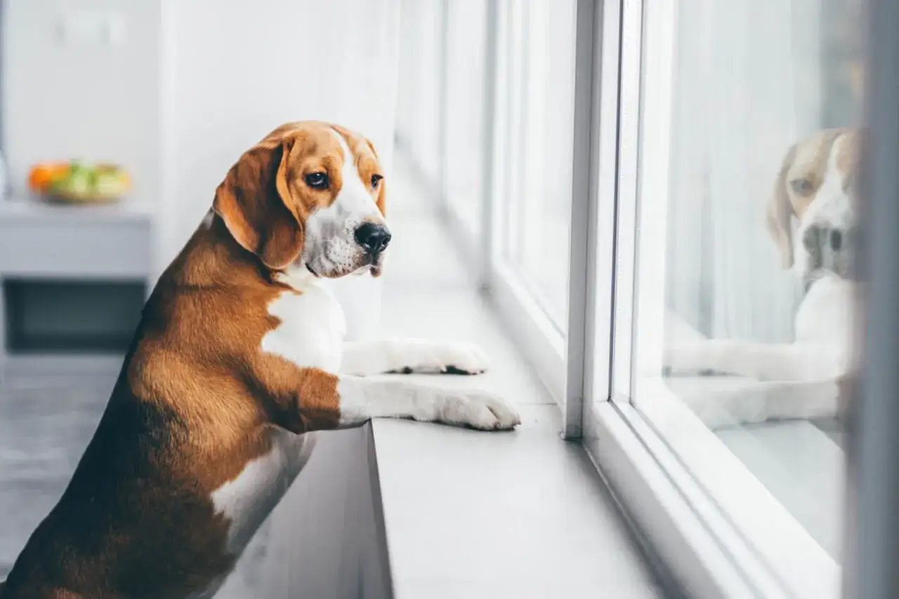 Smutny beagle czeka przy oknie. Czy dla psa to 8 godzin samotności?