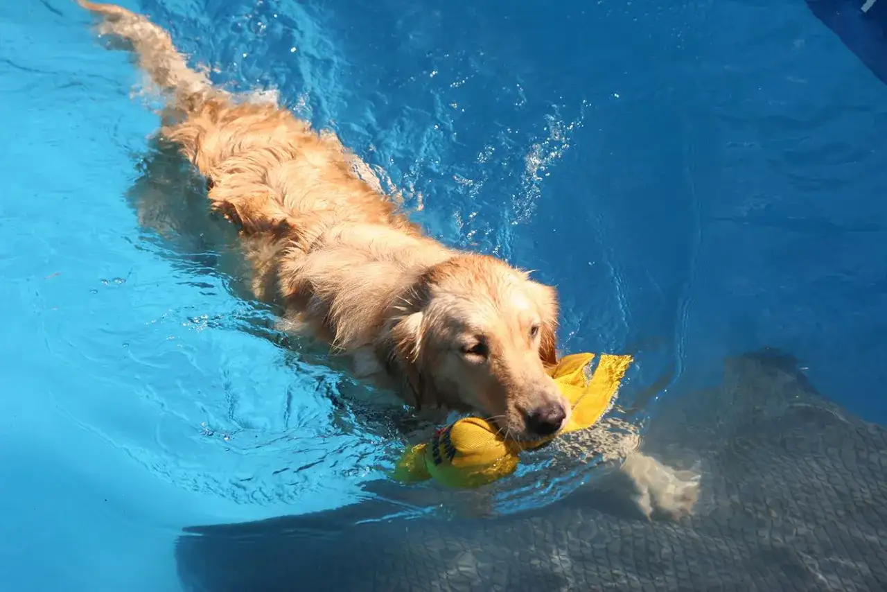 Złoty retriever z zabawką w pysku pływa w basenie. Czy każdy pies umie pływać? Ten z pewnością tak!