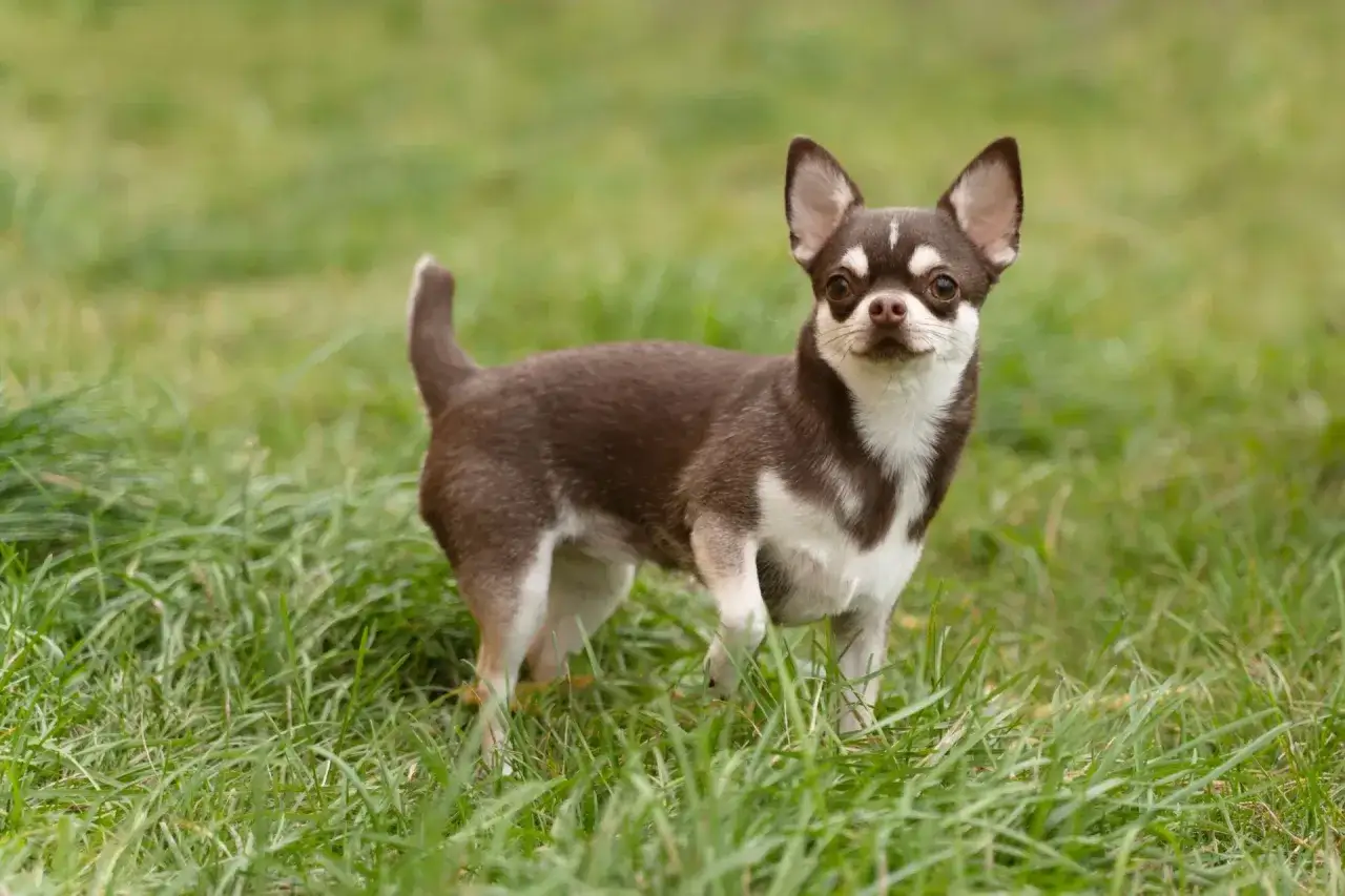 Uroczy piesek rasy chihuahua, kt&oacute;ry wygląda jak najmniejszy pies na świecie, stoi na zielonej trawie.
