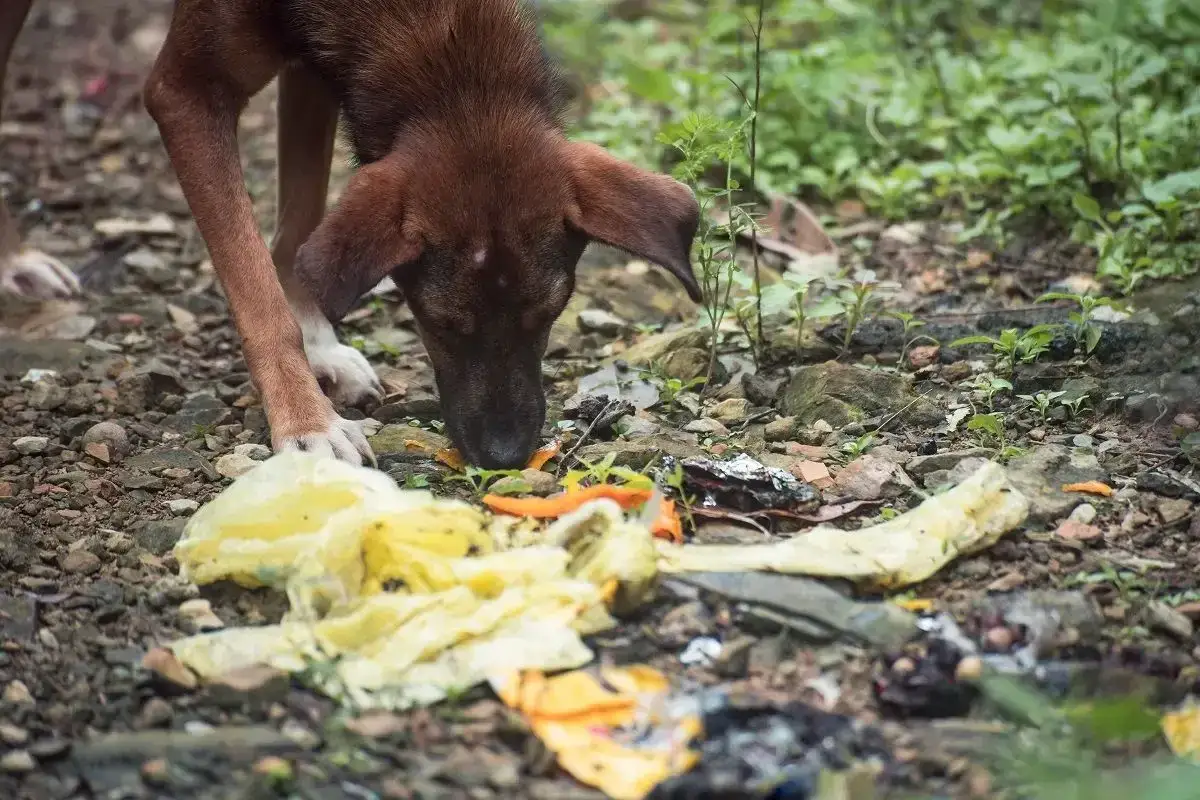 Brązowy piesek szuka jedzenia wśród śmieci. Pies je ziemię, szukając resztek.