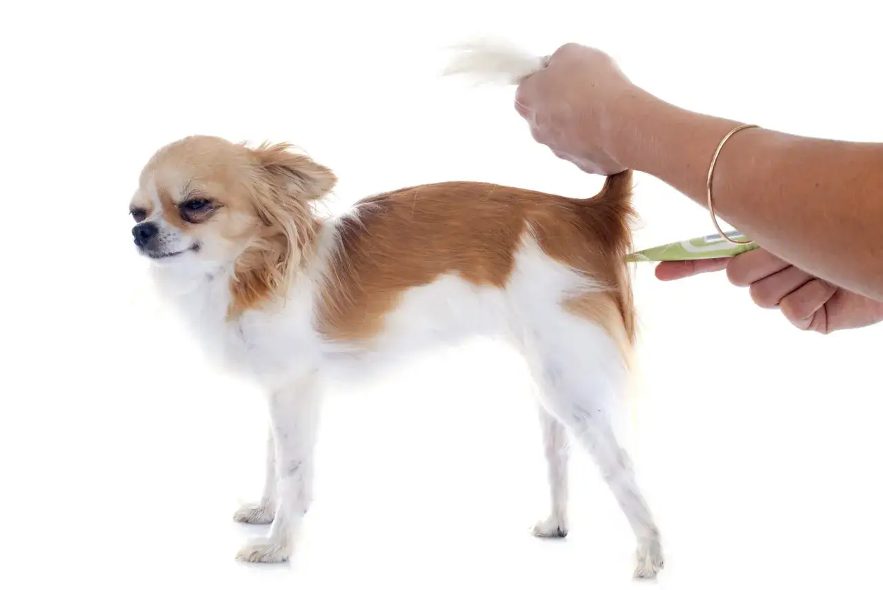 Chihuahua z podniesionym ogonem, ręka mierzy mu temperaturę termometrem. Dowiedz się, jak zmierzyć psu temperaturę.