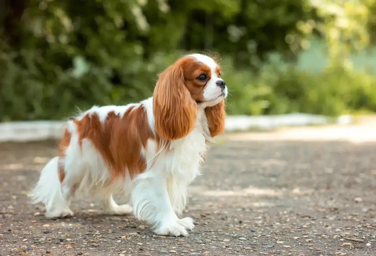 Uroczy spaniel king, o rudych i białych łapkach, z długimi, zwiewnymi uszami, dumnie kroczy po ścieżce.