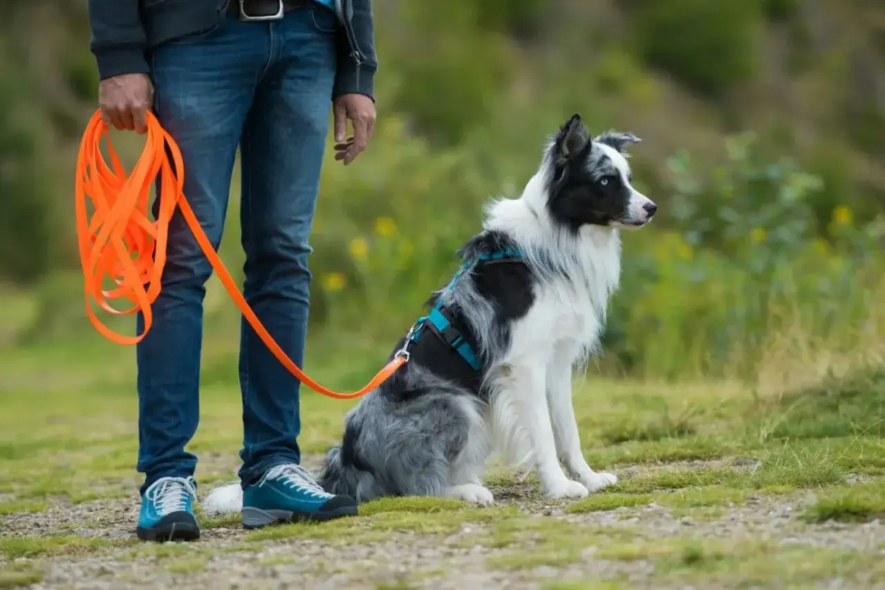 Szkolenie psa: jak nauczyć psa przywołania? Border collie siedzi cierpliwie, czekając na komendę.