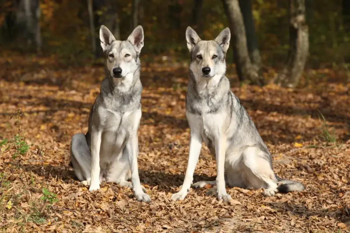 Dwa wilki, podobne do ps&oacute;w, siedzą na jesiennych liściach w lesie.
