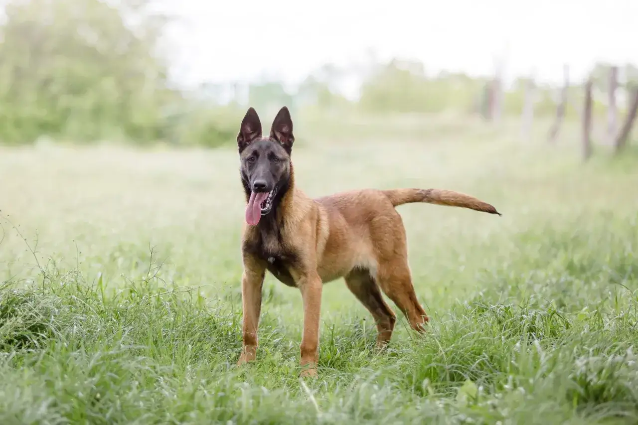 Młody owczarek belgijski, malinois, stoi na łące, dysząc z językiem na zewnątrz.
