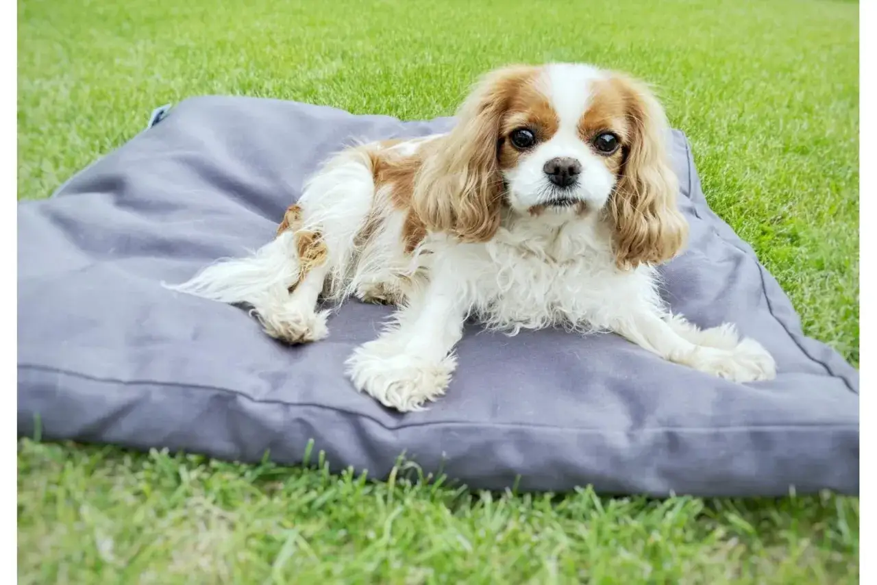 Uroczy piesek Cavalier King Charles Spaniel leży na szarej poduszce na trawie. Może to być inspiracja, jak oduczyć psa spania w ł&oacute;żku, oferując mu własne, wygodne miejsce.