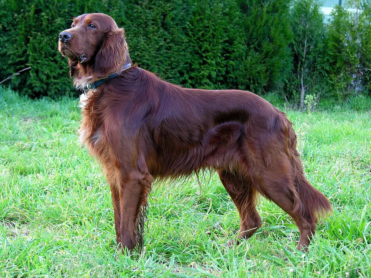 Elegancki irish setter o lśniącej, kasztanowej sierści stoi na zielonej trawie, czujnie obserwując otoczenie.