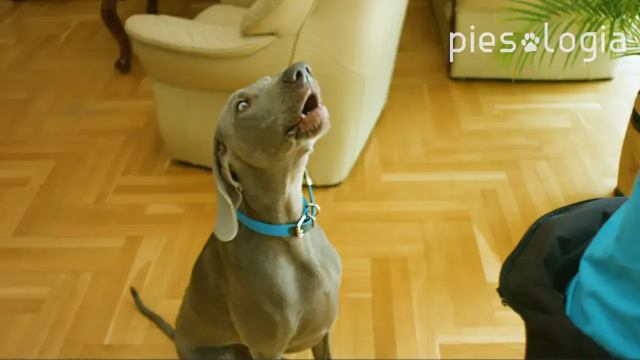 Szary pies z niebieską obrożą wydaje głośne szczekanie, patrząc w g&oacute;rę.