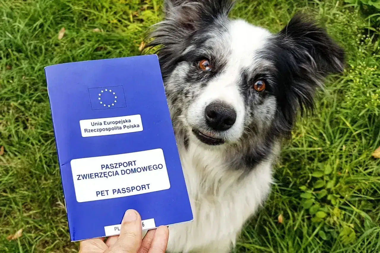 Piesek czeka na podr&oacute;ż, trzymając w łapce sw&oacute;j paszport dla psa.