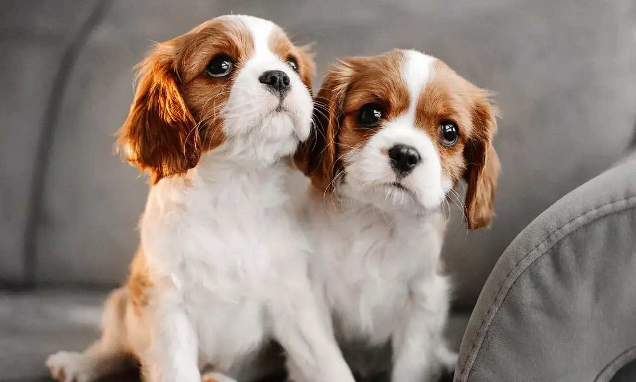 Dwa urocze szczenięta rasy Cavalier King Charles Spaniel siedzą obok siebie, patrząc z zaciekawieniem.