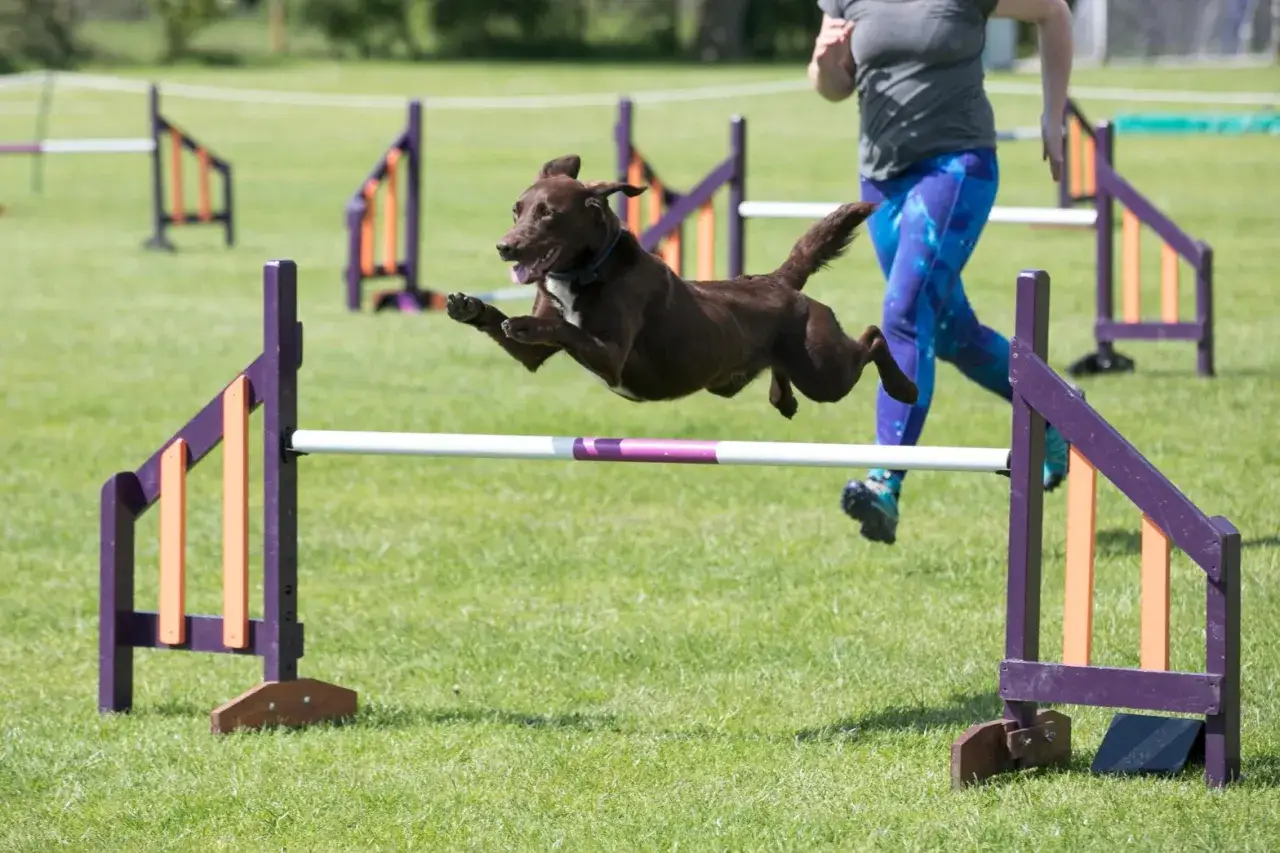 Pies w skoku przez przeszkodę podczas treningu agility.