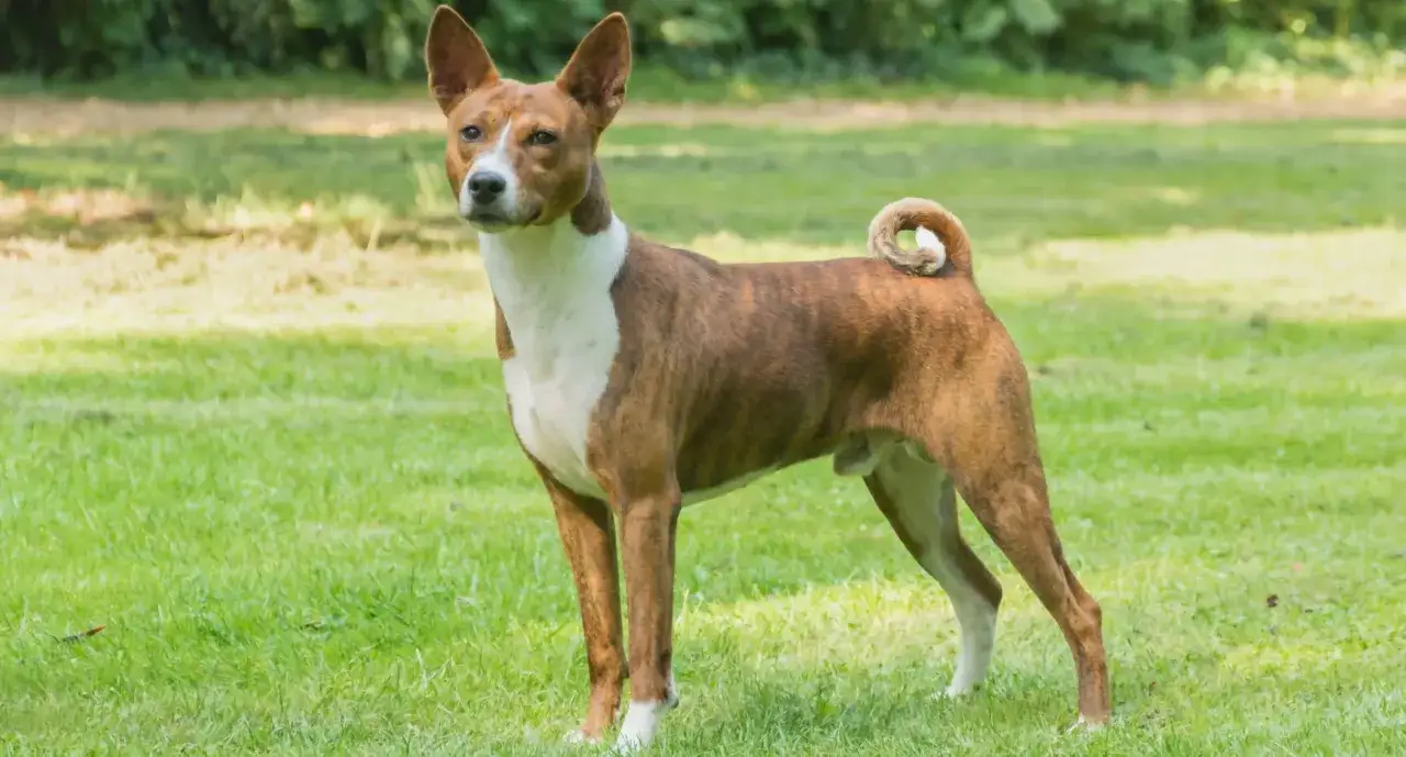Elegancki pies rasy basenji z charakterystycznym, zakręconym ogonem stoi na zielonej trawie.