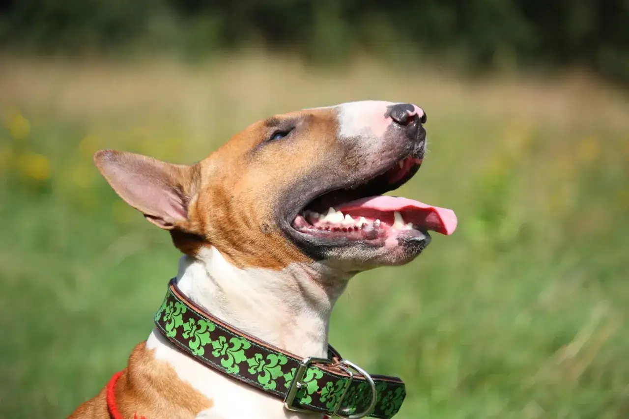 Biały bull terrier z brązowymi łatami, z otwartym pyskiem i wystawionym językiem, wygląda jak groźne psy, ale to tylko pozory.