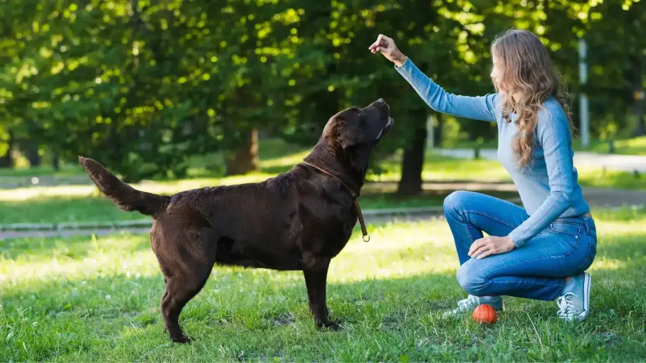 Trenerka ćwiczy z psem komendy w parku. Czekoladowy labrador z uwagą patrzy na rękę kobiety, kt&oacute;ra trzyma smakołyk.
