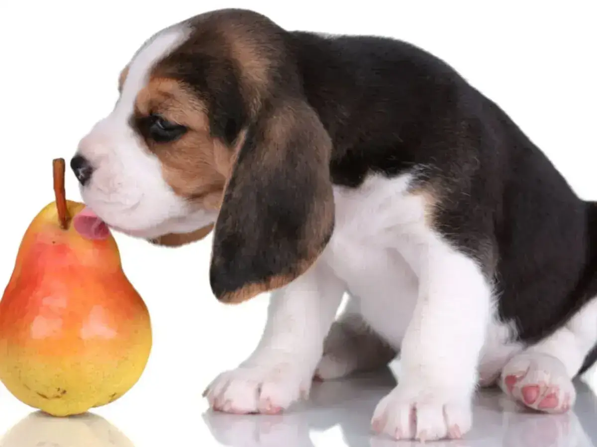 Szczeniak beagle pr&oacute;buje gruszki. Czy pies może jeść gruszkę? Ten maluch wydaje się być ciekawy smaku.