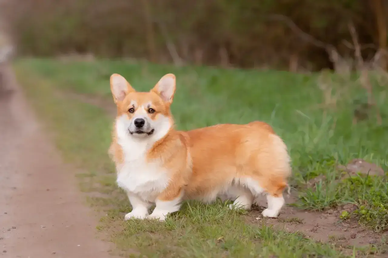 Uroczy corgi piesek z rudym futerkiem i białym kołnierzykiem stoi na ścieżce wśr&oacute;d zielonej trawy.