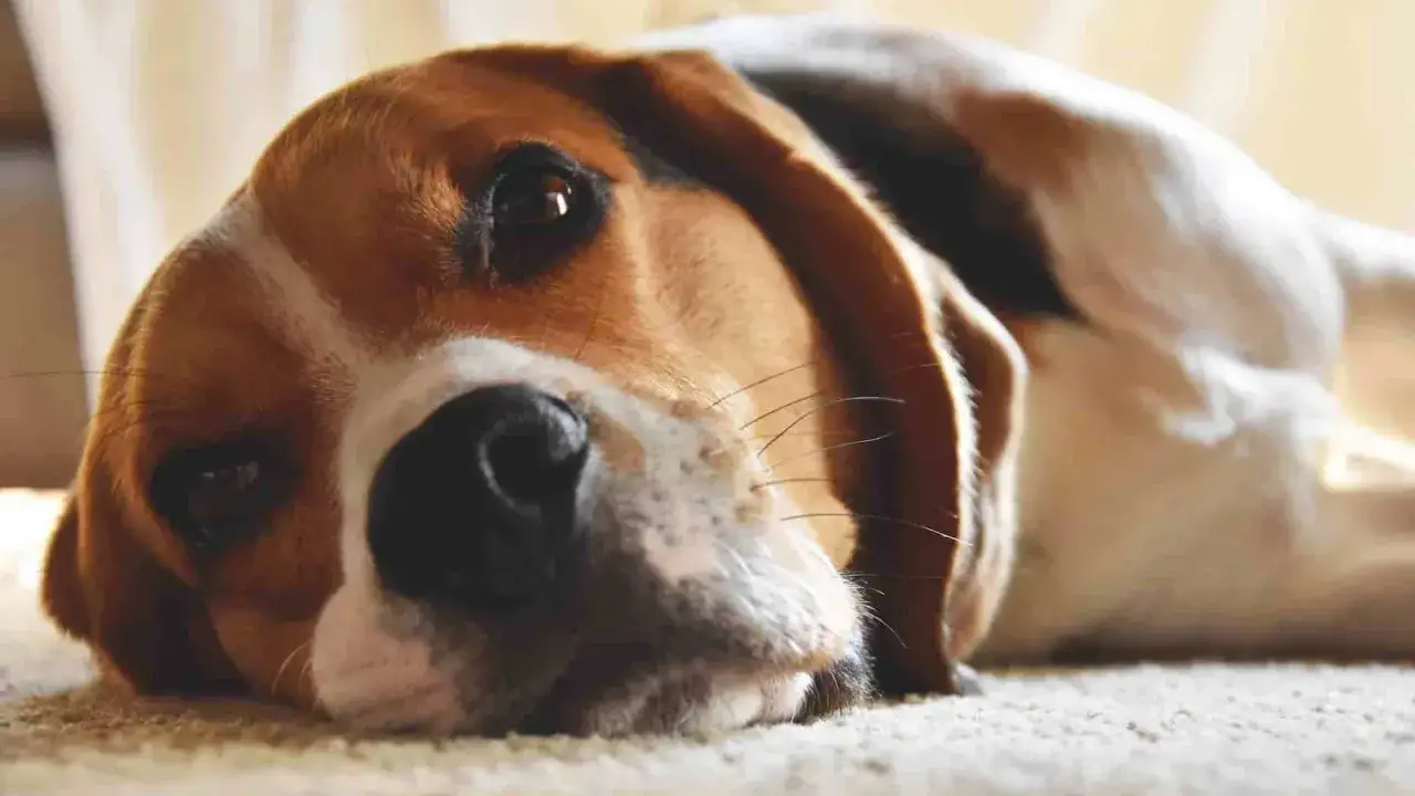 Smutny beagle leży na dywanie. Może potrzebuje Pyrantelum na co?