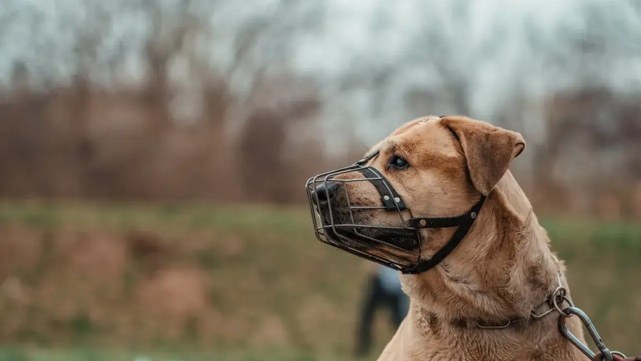Pies w kagańcu, zamyślony. Czy pies powinien mieć kaganiec? To pytanie, które zadaje sobie wielu właścicieli.