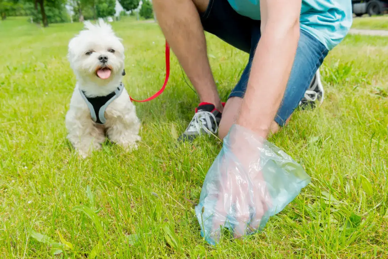 Mały, biały piesek siedzi na trawie, a jego opiekun w rękawiczce zbiera po nim. Sprzątanie po psie to ważny obowiązek.