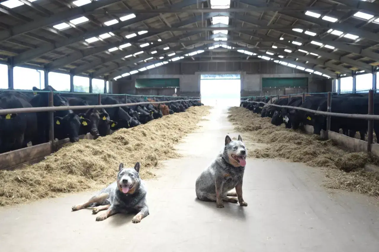 Dwa psy rasy cattle dog pilnują stada kr&oacute;w w oborze.
